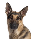 Close-up of German Shepherd Dog Royalty Free Stock Photo