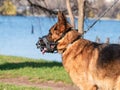 Close up with a german shepherd dog breed with a muzzle mouth guard and leash