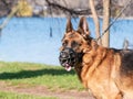 Close up with a german shepherd dog breed with a muzzle mouth guard and leash