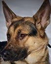Close-up Of A German Shepherd With Its Short-haired Fur Coat And Alert Ears