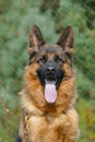 Close up of German Shepherd Portrait Royalty Free Stock Photo