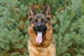 Close up of German Shepherd Portrait Royalty Free Stock Photo