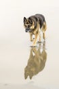 Close up of a German Shepherd with reflecting in the water surface Royalty Free Stock Photo