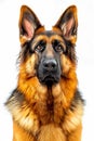 Close Up Of German Shepherd&#x27;s Face With Orange And Brown Fur On His Snout. Generative AI