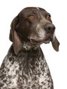 Close-up of German Shorthaired Pointer