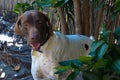 Close up of a German Shorthaired pointer dog white body brown head making a surprised face outdoors Royalty Free Stock Photo