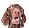 Close-up German Shorthaired Pointer in front.