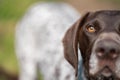 close up of a german shorthaired pointer pedigree purebred looking at the camera. gsp puppy dog Royalty Free Stock Photo