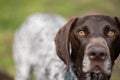 close up of a german shorthaired pointer pedigree purebred looking at the camera. gsp puppy dog