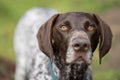 close up of a german shorthaired pointer pedigree purebred looking at the camera. gsp puppy dog Royalty Free Stock Photo