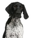 Close-up of German Shorthaired Pointer puppy Royalty Free Stock Photo