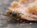 P1010009 German yellowjacket Vespula germanica feeding on salmon cECP 2019