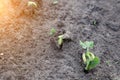 A close-up of germinating seeds planted in the ground by young juicy green springy sprouts of seedlings rising under the sun. The