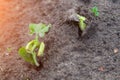 A close-up of germinating seeds planted in the ground by young juicy green springy sprouts of seedlings rising under the sun. The