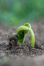 Close up of germination of bean seeds in a rural garden Royalty Free Stock Photo