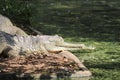 Close up of a Gharial Crocodile inside the Crocodile zoo in Chennai Royalty Free Stock Photo