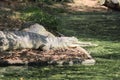 Close up of a Gharial inside the Crocodile zoo in Chennai Royalty Free Stock Photo