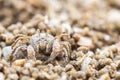 Ghost crab making sand balls on the beach