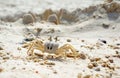 Close Up of a Ghost Crab