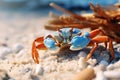 Close up of a Ghost Crab on white sand beach