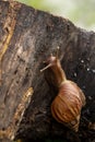 Close-up of a Giant African snail gliding across a tree bark Royalty Free Stock Photo