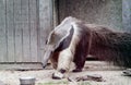 Close up of a Giant anteater in a zoo habitat Royalty Free Stock Photo