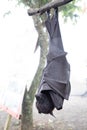 Close up of a Giant bat hanging upside down Royalty Free Stock Photo