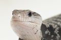 Giant blue-tongued skink lizard or Tiliqua gigas isolated on white background Royalty Free Stock Photo