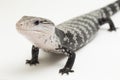 Giant blue-tongued skink lizard or Tiliqua gigas isolated on white background Royalty Free Stock Photo