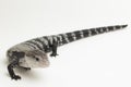 Giant blue-tongued skink lizard or Tiliqua gigas isolated on white background Royalty Free Stock Photo