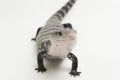 Giant blue-tongued skink lizard or Tiliqua gigas isolated on white background Royalty Free Stock Photo