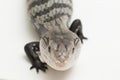 Giant blue-tongued skink lizard or Tiliqua gigas  on white background Royalty Free Stock Photo