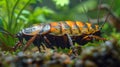 Close-up of a Giant Burrowing Cockroach in nature. Detailed insect within a forest habitat. Concept of biological