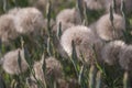 Close up of giant dandelion puff ball amongst wild grass Royalty Free Stock Photo