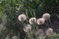 Close up of giant dandelion puff ball amongst wild grass