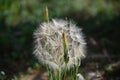 Close-up of Giant Dandelion, Taraxacum, Nature, Macro Royalty Free Stock Photo