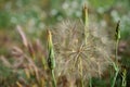 Close-up of Giant Dandelion, Taraxacum, Nature, Macro Royalty Free Stock Photo