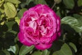 close-up: giant deep pink Portland Damask rose also called Rosa \'de Rescht