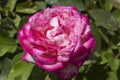 close-up: giant deep pink Portland Damask rose also called Rosa \'de Rescht