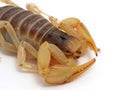 Close-up of a giant desert hairy scorpion, Hadrurus arizonensis, isolated, cECP 2012 Royalty Free Stock Photo