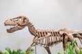 Close up of Giant Dinosaur or T-rex skeleton and copy space, Dinosaurs are a diverse group of reptiles of the clade Dinosauria. Royalty Free Stock Photo