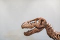 Close up of Giant Dinosaur or T-rex skeleton and copy space, Dinosaurs are a diverse group of reptiles of the clade Dinosauria. Royalty Free Stock Photo