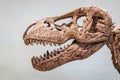 Close up of Giant Dinosaur or T-rex skeleton, Dinosaurs are a diverse group of reptiles of the clade Dinosauria. Royalty Free Stock Photo