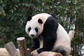 Close up Giant Female Panda,Ai Bao , South Korea Royalty Free Stock Photo