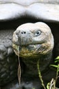 Close up Giant Galapagos Tortoise