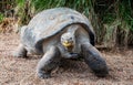 Close up of giant Galapagos tortoise Royalty Free Stock Photo