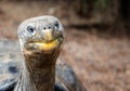 Close up of giant Galapagos tortoise head Royalty Free Stock Photo