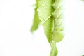 Giant green worm eating green leaf on white background Royalty Free Stock Photo