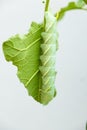 Giant green worm eating green leaf on white background Royalty Free Stock Photo