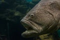 Close up Giant Grouper fish Royalty Free Stock Photo